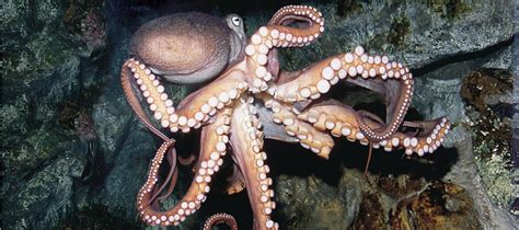 WORLD OCTOPUS DAY - 8 October 2026